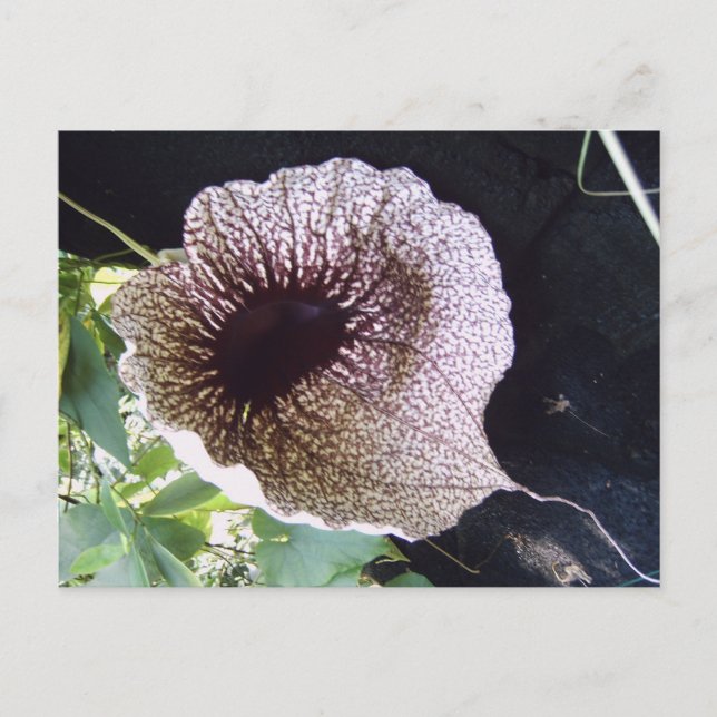 Postal Orchidee (Anverso)