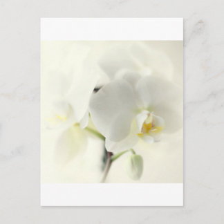 Postal Orchideen