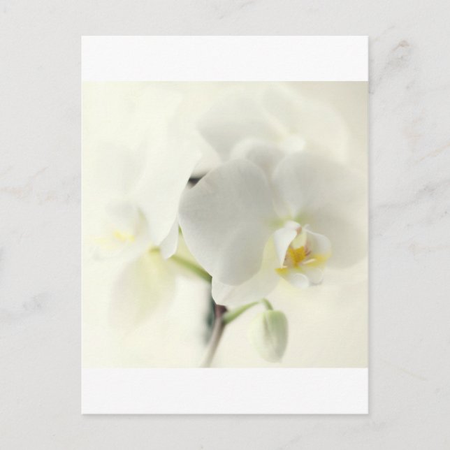 Postal Orchideen (Anverso)