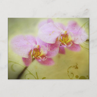Postal Orchids Postcard