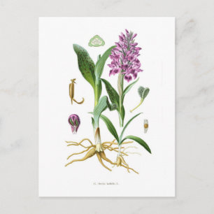 Postal Orchis latifolia
