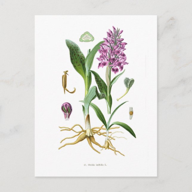 Postal Orchis latifolia (Anverso)