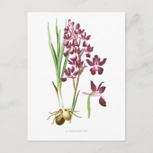 Postal Orchis laxiflora