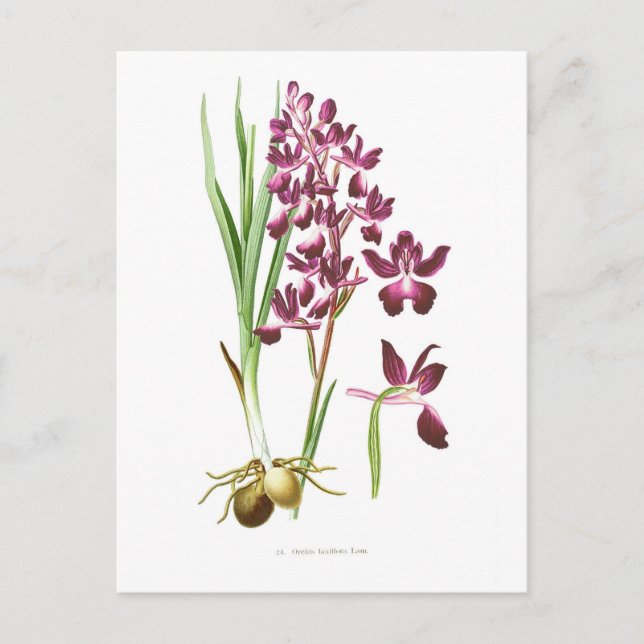 Postal Orchis laxiflora (Anverso)