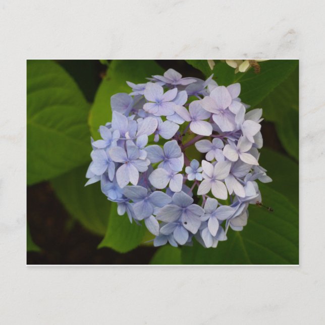 Postal Ordensie (Anverso)