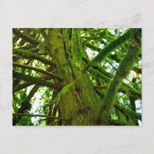 Postal Oregon Green