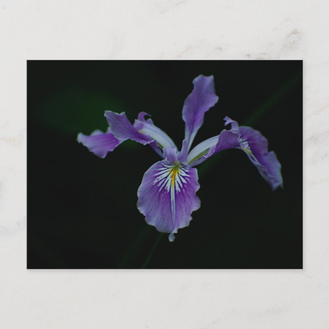 Postal Oregon Iris 01 (Anverso)