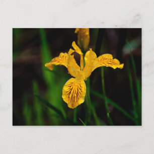 Postal Oregon Iris 02