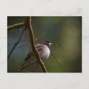 Postal Oregon Junco