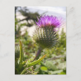 Postal Oregon Thistles