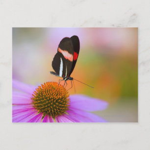 Postal oregón, usa 2