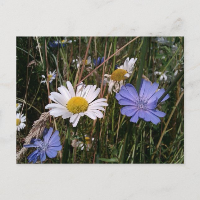 Postal Oregon Wildflowers (Anverso)