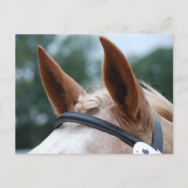 Postal orejas (Anverso)