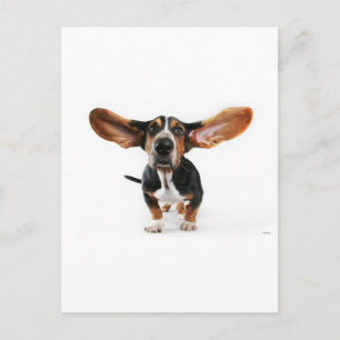 Postal Orejas largas de perro