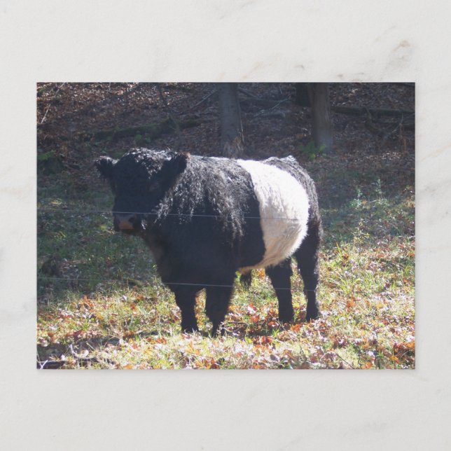 Postal Oreo Cow (Anverso)
