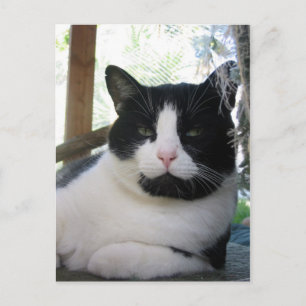 Postal Oreo, el gato