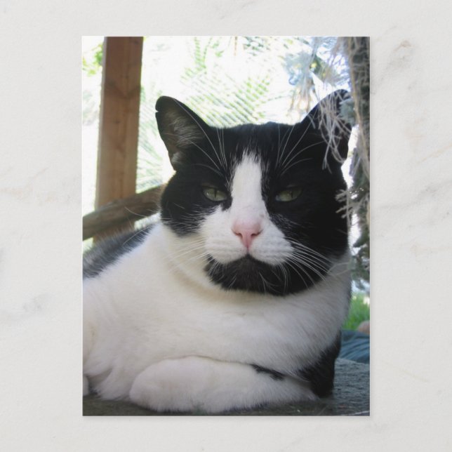 Postal Oreo, el gato (Anverso)