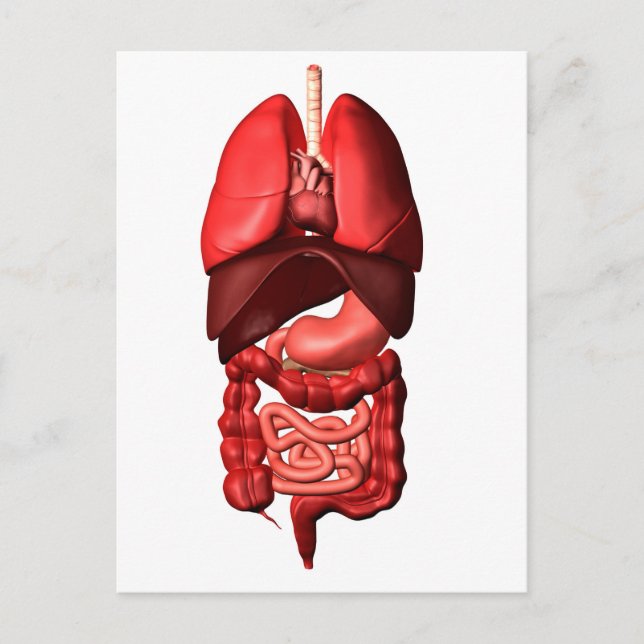 Postal Órganos De Los Sistemas Respiratorios Y Digestivos (Anverso)