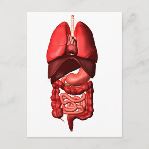 Postal Órganos De Los Sistemas Respiratorios Y Digestivos