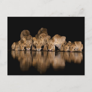 Postal Orgullo de leones bebe en el abrevadero por la noc