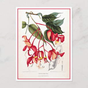 Postal Orgullo del Ilustracion de los árboles de orquídea