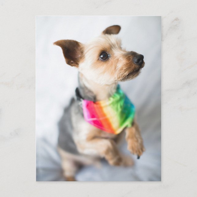 Postal Orgullo gay Perro arco iris | Yorkshire Terrier (Anverso)