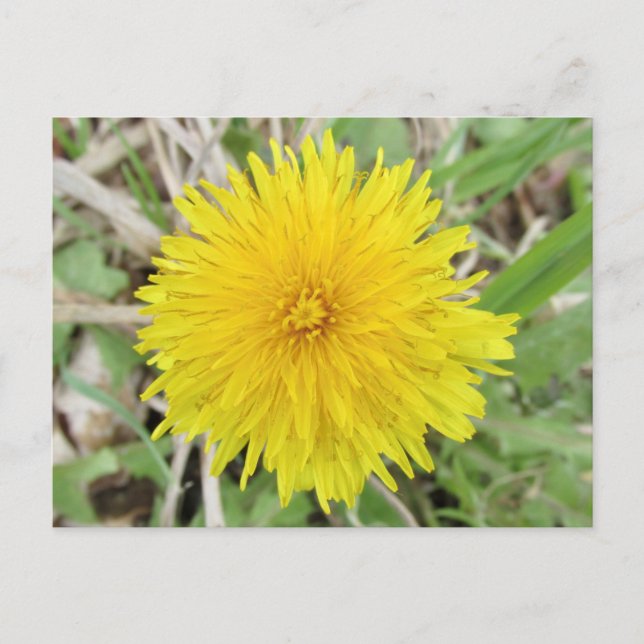 Postal Orgullosa flor de Dandelion. (Anverso)