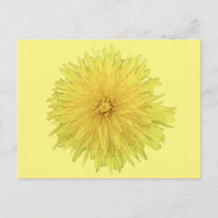Postal Orgullosa flor de Dandelion - transparente.