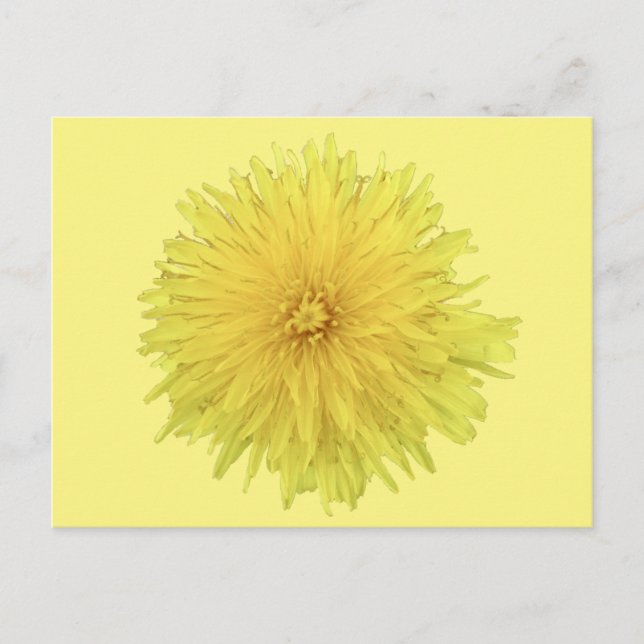 Postal Orgullosa flor de Dandelion - transparente. (Anverso)