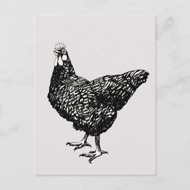Postal ¡Orgullosa pequeña gallina! (Anverso)