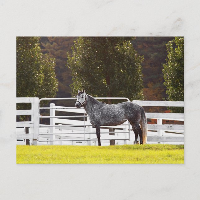 Postal Orgulloso (Anverso)