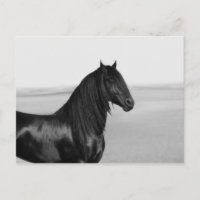 Orgulloso caballo de semental negro frisón
