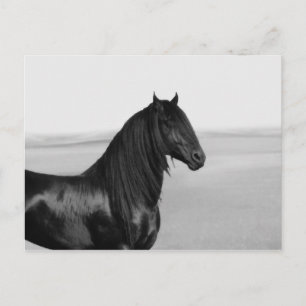 Postal Orgulloso caballo de semental negro frisón