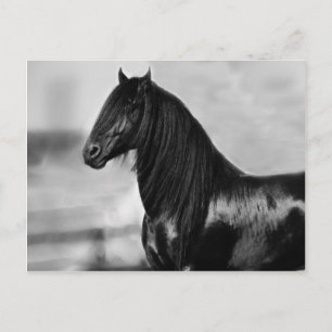 Postal Orgulloso caballo de semental negro frisón