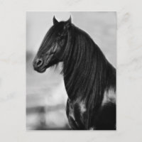 Orgulloso caballo de semental negro frisón