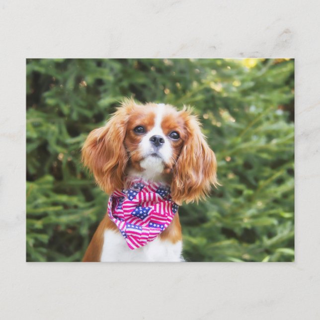 Postal Orgulloso cachorro de Spaniel King Charles Cavalie (Anverso)