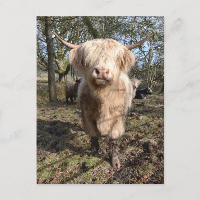 Postal Orgulloso de ser escocés (Anverso)