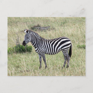Postal orgulloso de zebra