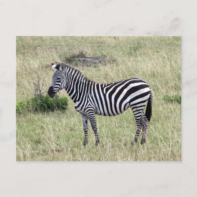 Postal orgulloso de zebra (Anverso)