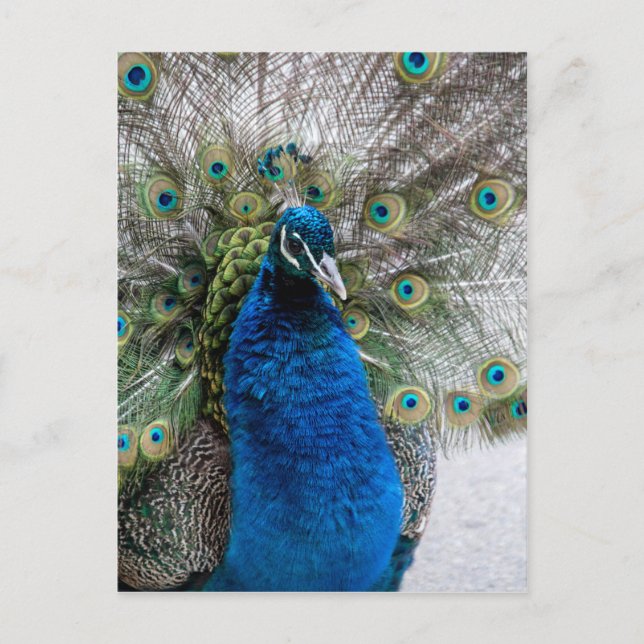 Postal Orgulloso pavo real (Anverso)
