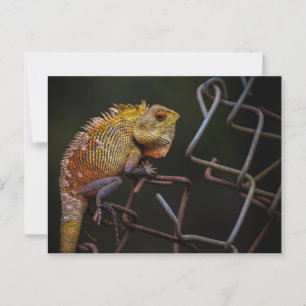 Postal Oriental Garden Lizard