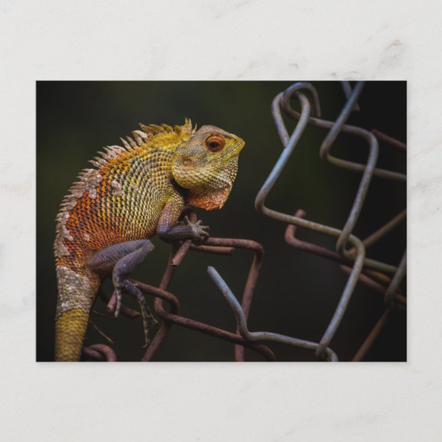 Postal Oriental Garden Lizard (Anverso)