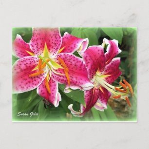 Postal Oriental Pink Stargazer Lily / Postcard Garden