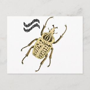 Postal Orientalis de Goliathus