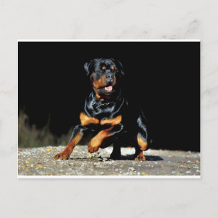 Postal original Rottweiler
