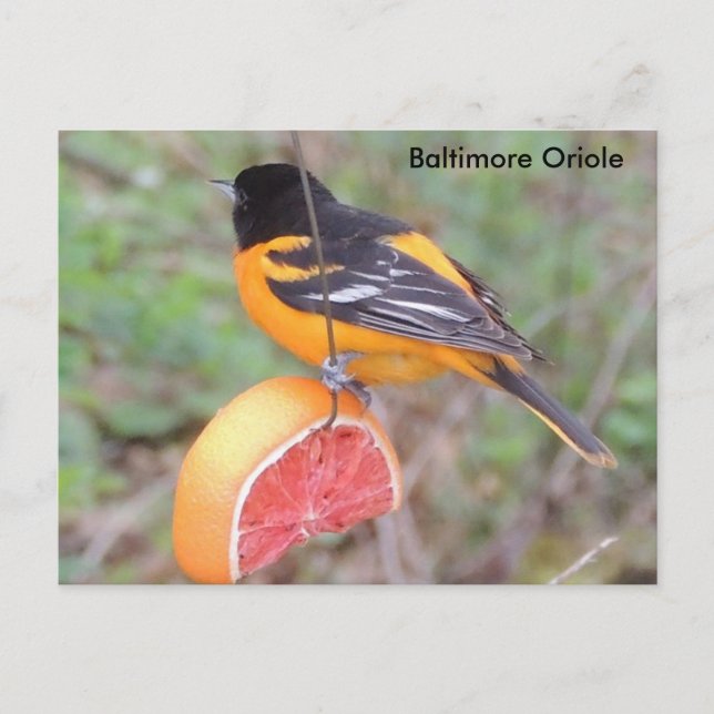 Postal Oriol de Baltimore (Anverso)
