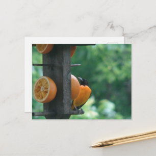 Postal Oriol y Naranjas