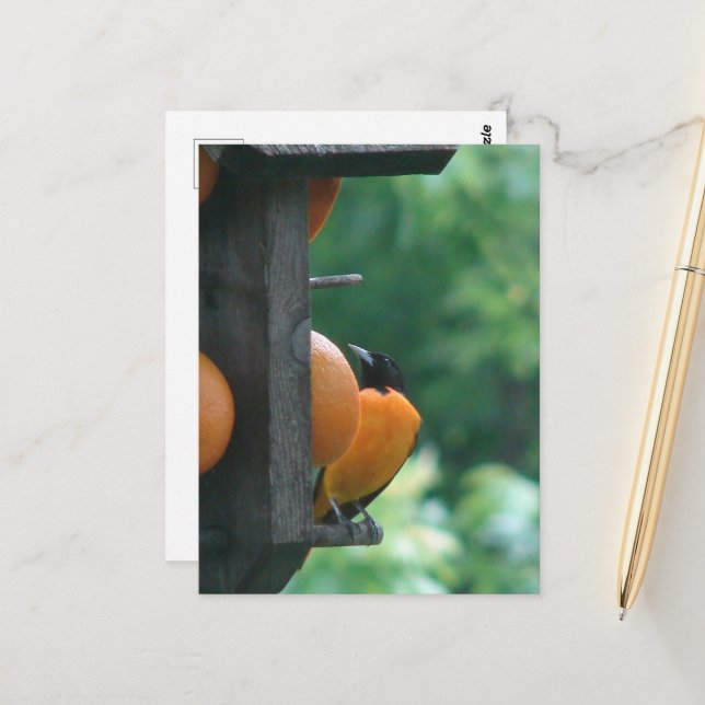 Postal Oriole and Oranges (Anverso/Reverso In Situ)