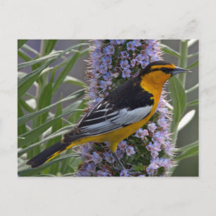 Postal Oriole de Bullock