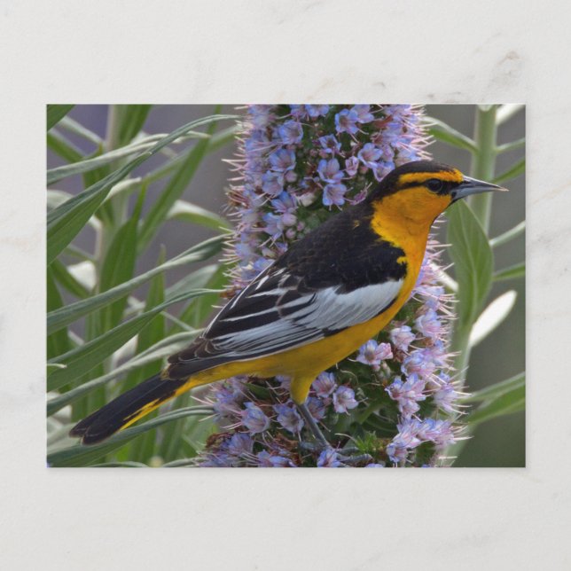 Postal Oriole de Bullock (Anverso)